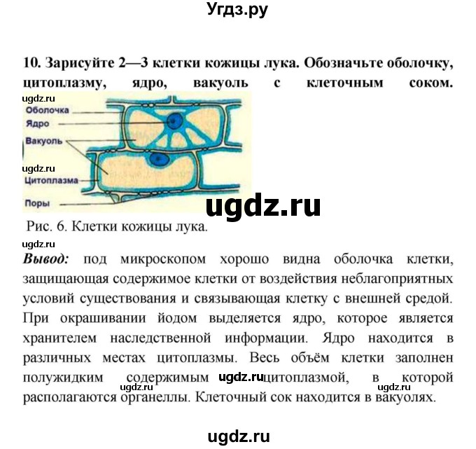 ГДЗ (решебник) по биологии 5 класс В.В. Пасечник / § 7. Строение клетки / Лабораторная работа № 3 / 10