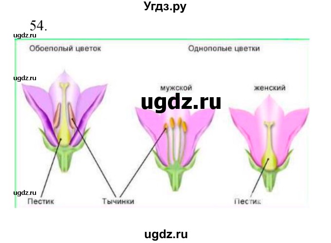 ГДЗ (Решебник) по биологии 6 класс (рабочая тетрадь) Сонин Н.И. / номер / 54