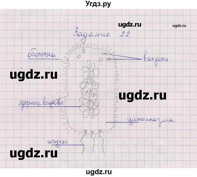 ГДЗ (Решебник) по биологии 6 класс (рабочая тетрадь) В.В. Пасечник / задание / 22