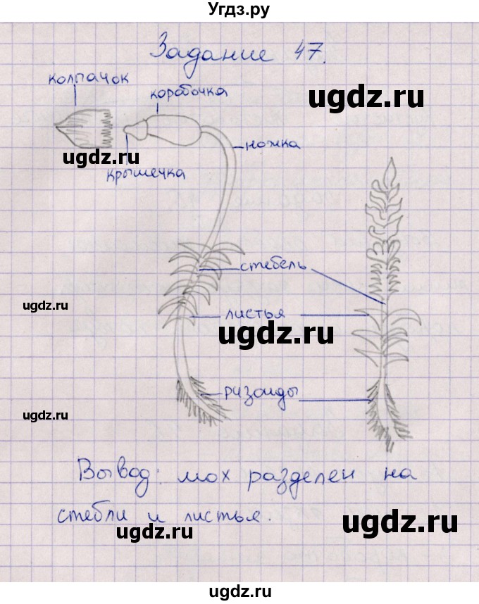 ГДЗ (Решебник) по биологии 6 класс (рабочая тетрадь) В.В. Пасечник / задание / 47