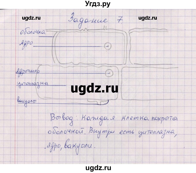 ГДЗ (Решебник) по биологии 6 класс (рабочая тетрадь) В.В. Пасечник / задание / 7