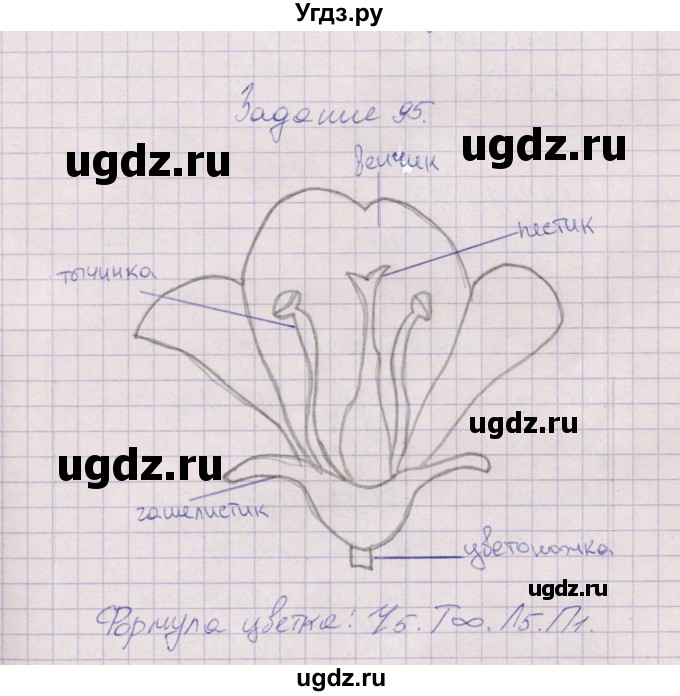 ГДЗ (Решебник) по биологии 6 класс (рабочая тетрадь) В.В. Пасечник / задание / 95