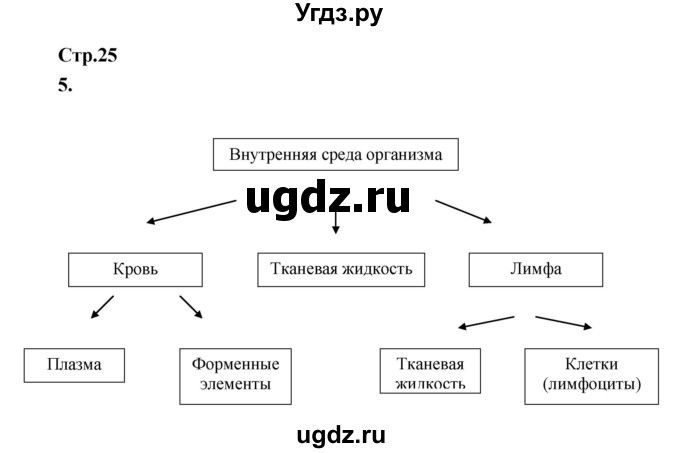 ГДЗ (Решебник) по биологии 8 класс (Тетрадь-тренажер ) Сухорукова Л.Н. / страница номер / 25