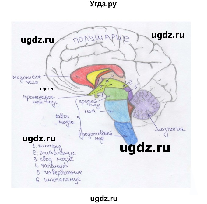 ГДЗ (Решебник) по биологии 9 класс Сапин М.Р. / Строение головного мозга / 2(продолжение 2)