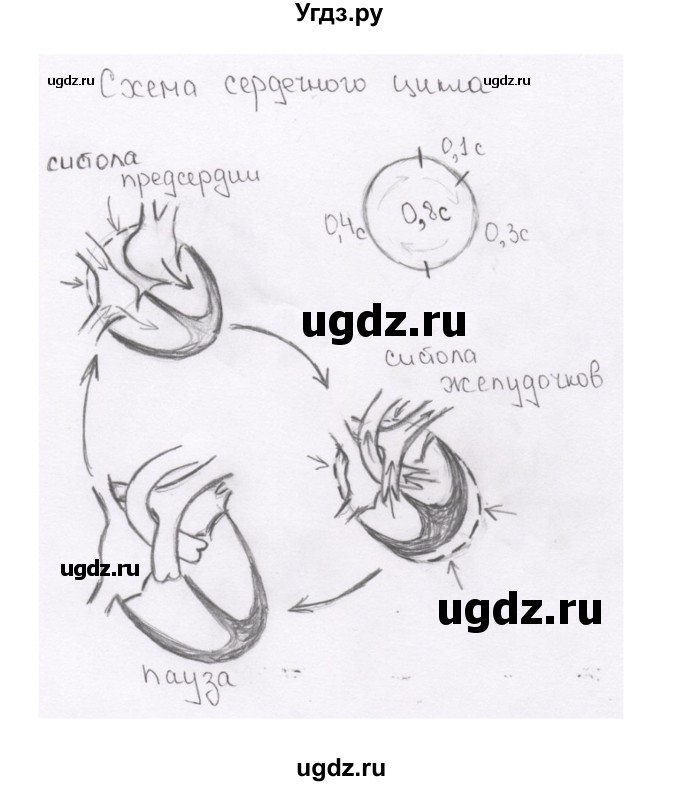 ГДЗ (Решебник) по биологии 9 класс Сапин М.Р. / Работа сердца / 1(продолжение 2)