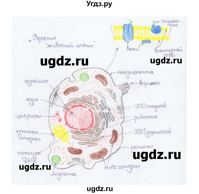 ГДЗ (Решебник) по биологии 9 класс Сапин М.Р. / Клетосное строение / 11(продолжение 2)