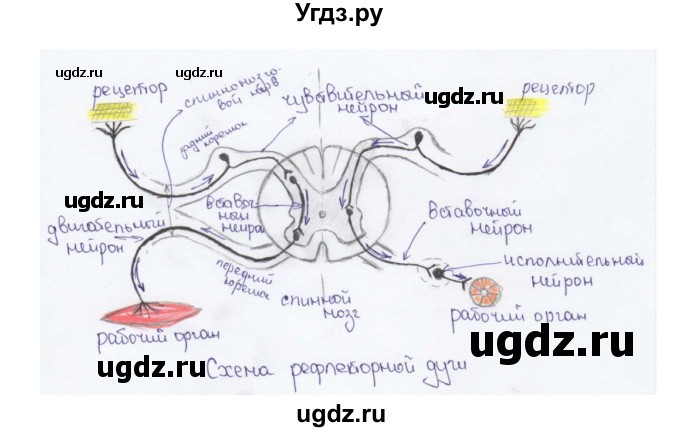 ГДЗ (Решебник) по биологии 9 класс Сапин М.Р. / Строение нервной системы / 10(продолжение 2)