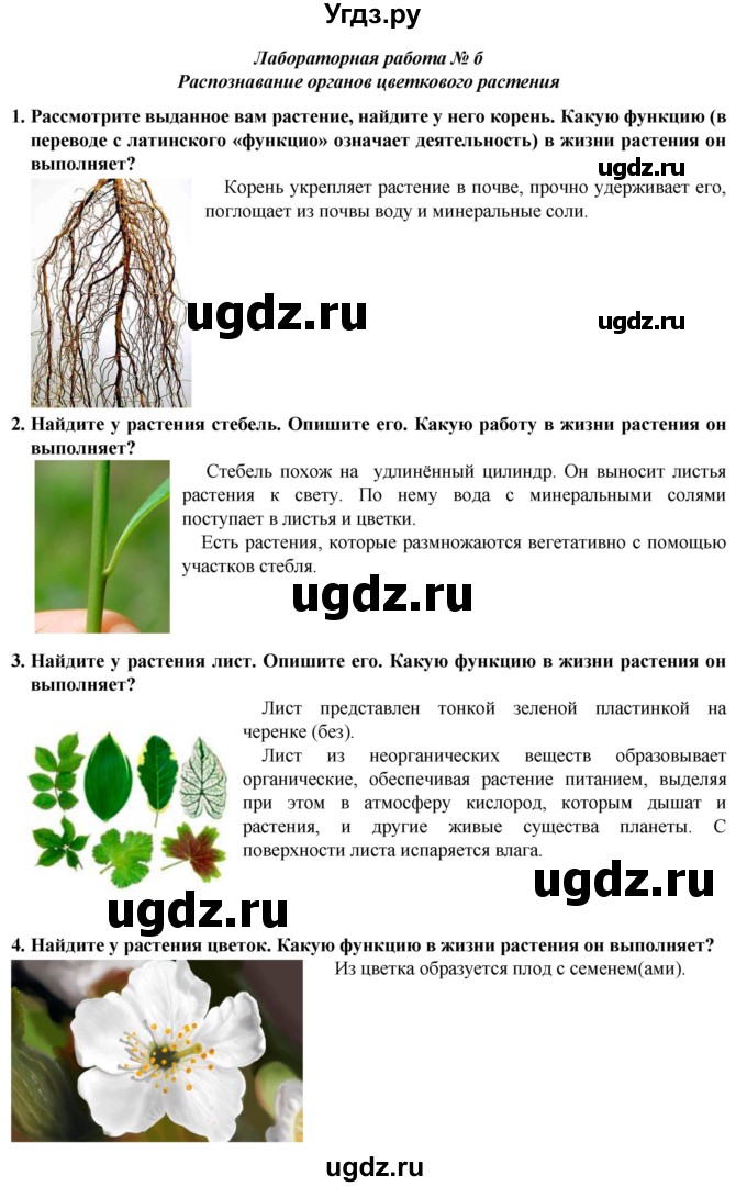 ГДЗ (Решебник) по естествознанию 5 класс В. М. Пакулова / § / 38(продолжение 2)