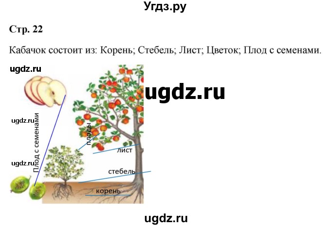 ГДЗ (Решебник 2023) по окружающему миру 1 класс Плешаков А.А. / часть 1. страница / 22