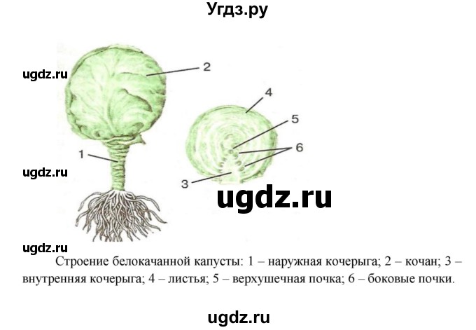 ГДЗ (Решебник) по биологии 6 класс (Школа 2100) Ловягин С.Н. / § / § 19(продолжение 5)