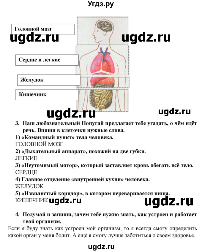 ГДЗ (Решебник №1) по окружающему миру 2 класс (рабочая тетрадь) А.А. Плешаков / часть 2. страница номер / 3(продолжение 2)