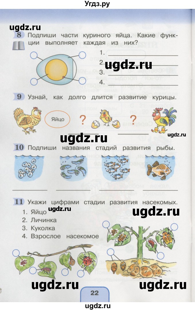 Раскрась только симметричные рисунки окружающий мир 2 класс