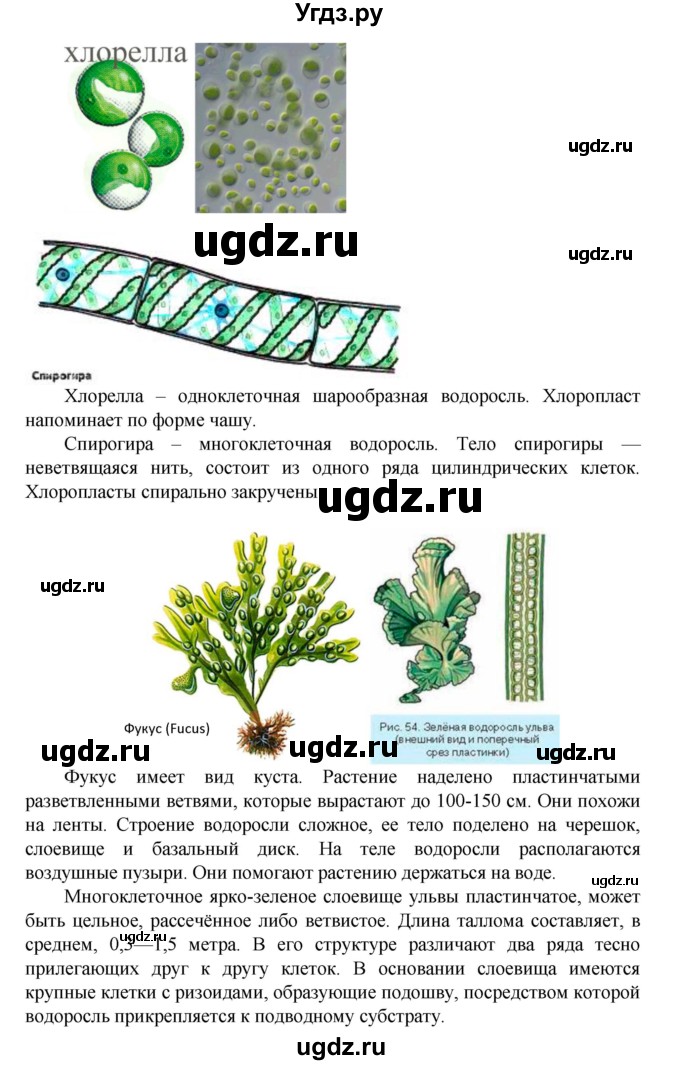 ГДЗ (Решебник) по биологии 5 класс Ловягин С.Н. / § / § 19(продолжение 5)