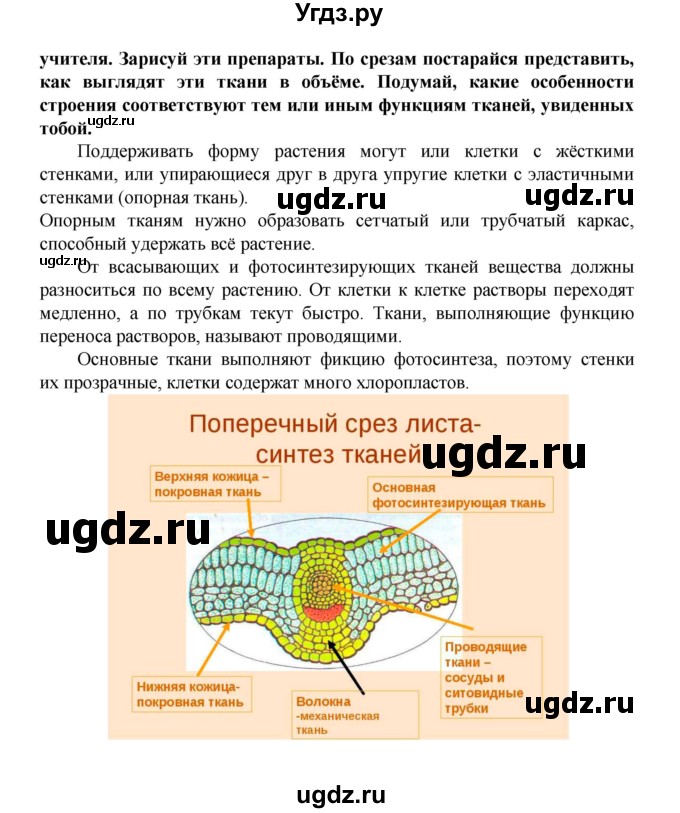 ГДЗ (Решебник) по биологии 5 класс Ловягин С.Н. / § / § 26(продолжение 3)