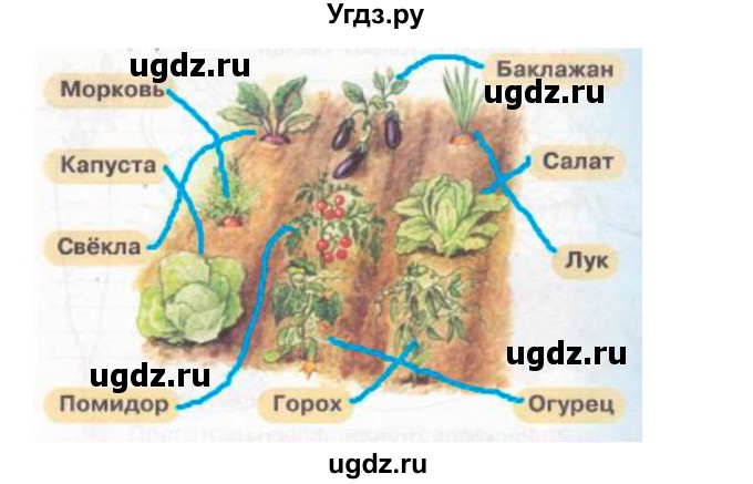 ГДЗ (Решебник) по окружающему миру 1 класс (рабочая тетрадь) Плешаков А. А. / часть 1. страница номер / 51(продолжение 2)