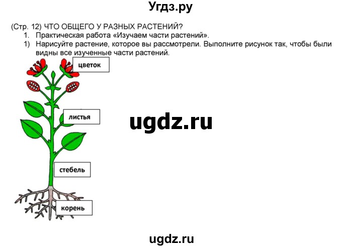 ГДЗ (Решебник №1) по окружающему миру 1 класс (рабочая тетрадь) Плешаков А.А. / часть 1. страница номер / 12