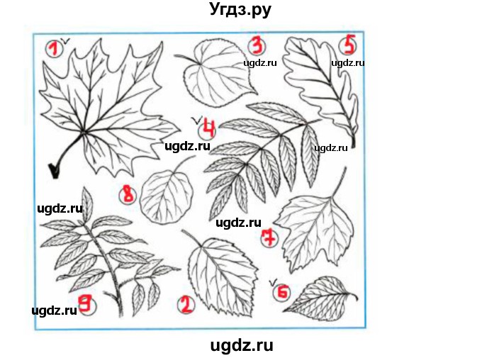 ГДЗ (Решебник) по окружающему миру 2 класс (рабочая тетрадь) Плешаков А.А. / часть 1. страница номер / 48(продолжение 2)