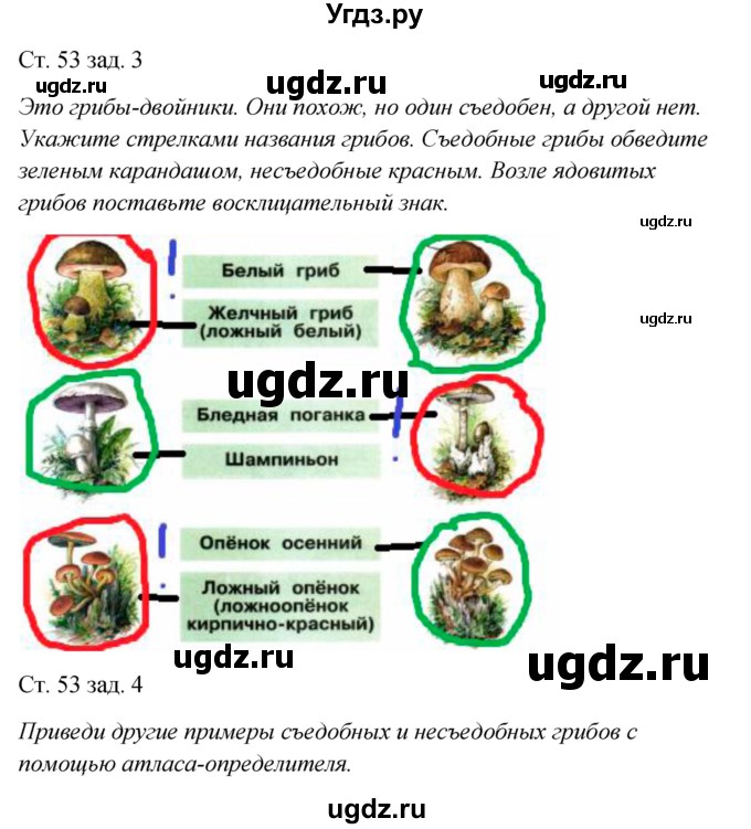 ГДЗ (Решебник) по окружающему миру 2 класс (рабочая тетрадь) Плешаков А.А. / часть 1. страница номер / 53