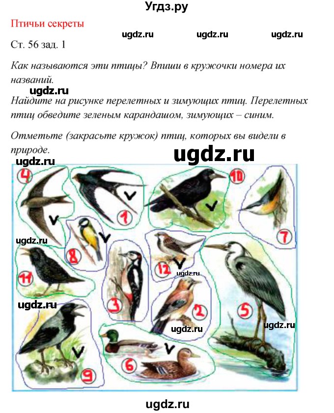 ГДЗ (Решебник) по окружающему миру 2 класс (рабочая тетрадь) Плешаков А.А. / часть 1. страница номер / 56