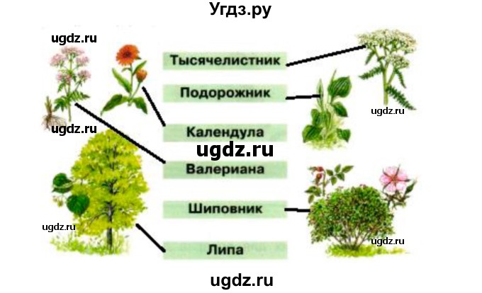 ГДЗ (Решебник) по окружающему миру 2 класс (рабочая тетрадь) Плешаков А.А. / часть 2. страница номер / 16(продолжение 2)