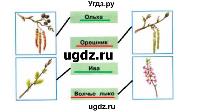 ГДЗ (Решебник) по окружающему миру 2 класс (рабочая тетрадь) Плешаков А.А. / часть 2. страница номер / 41(продолжение 2)