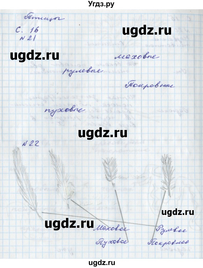 ГДЗ (Решебник) по окружающему миру 2 класс (тетрадь для самостоятельной работы) Федотова О.Н. / часть 2. страница номер / 16