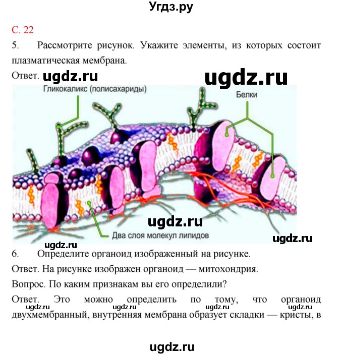 ГДЗ (Решебник) по биологии 10 класс (тетрадь-тренажер) Сухорукова Л.Н. / страница-№ / 22