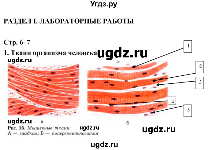 ГДЗ (Решебник) по биологии 8 класс (тетрадь-практикум) Сухорукова Л. Н. / страница-№ / 6–7