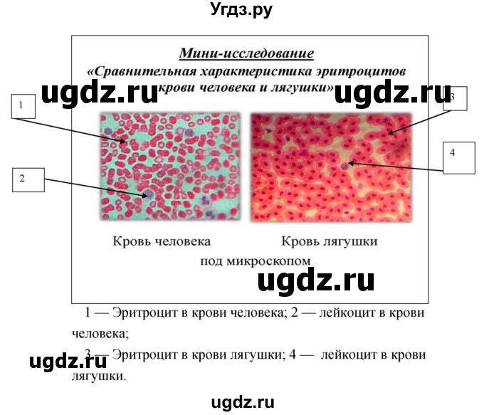 ГДЗ (Решебник) по биологии 8 класс (тетрадь-практикум) Сухорукова Л. Н. / страница-№ / 8–9(продолжение 2)