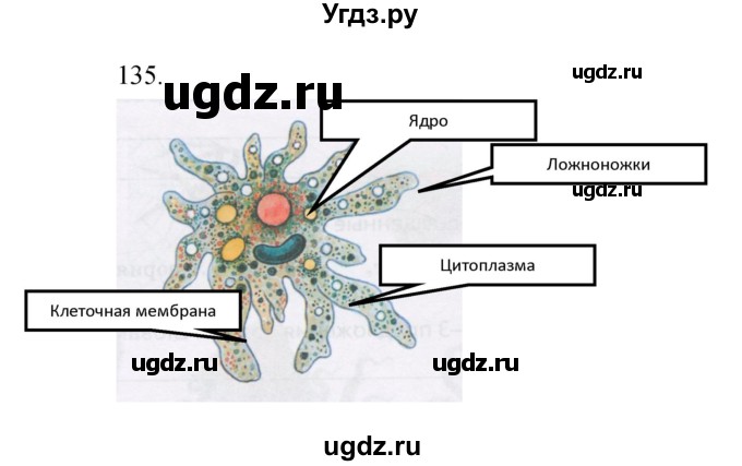 ГДЗ (Решебник) по биологии 5 класс (рабочая тетрадь) Сонин Н.И. / упражнение номер / 135