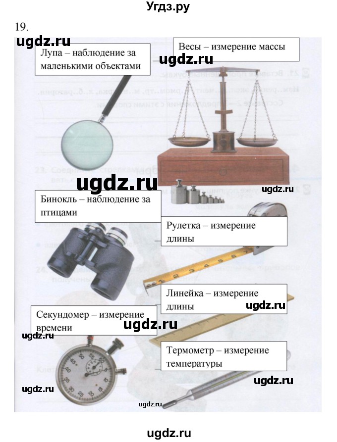 ГДЗ (Решебник) по биологии 5 класс (рабочая тетрадь) Сонин Н.И. / упражнение номер / 19