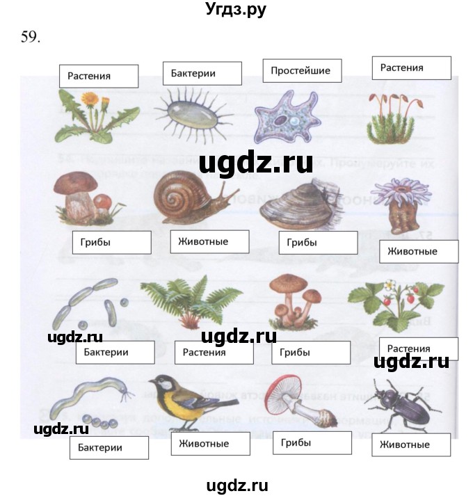 ГДЗ (Решебник) по биологии 5 класс (рабочая тетрадь) Сонин Н.И. / упражнение номер / 59