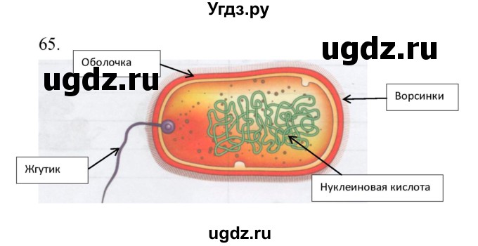 ГДЗ (Решебник) по биологии 5 класс (рабочая тетрадь) Сонин Н.И. / упражнение номер / 65