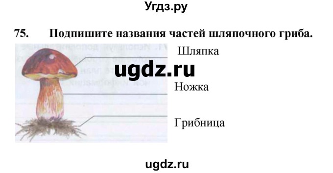 ГДЗ (Решебник) по биологии 5 класс (рабочая тетрадь) Н. И. Сонин / § / 12(продолжение 2)