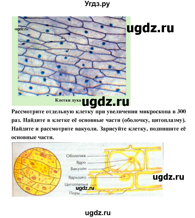 ГДЗ (Решебник) по биологии 5 класс (рабочая тетрадь) Н. И. Сонин / § / 5. Лабораторная работа(продолжение 4)