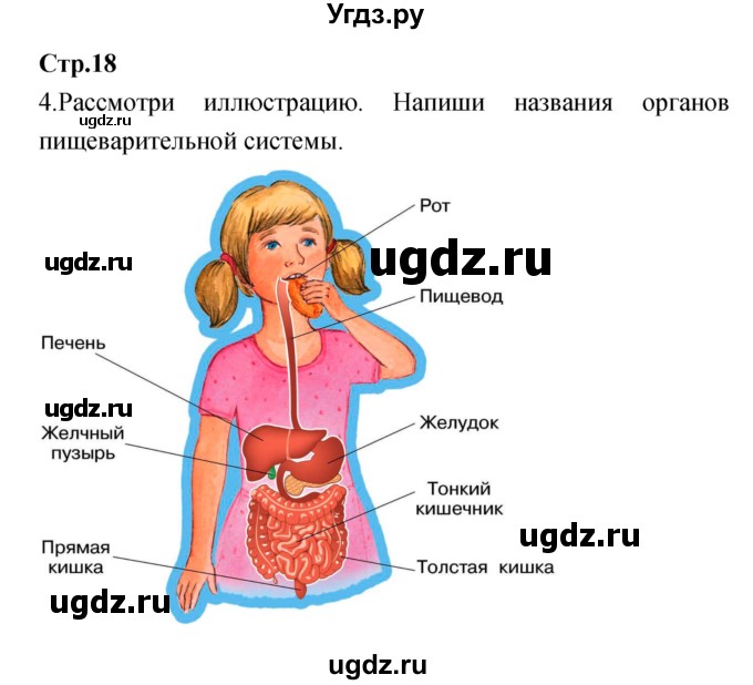 ГДЗ (Решебник) по окружающему миру 4 класс (рабочая тетрадь) Е.В. Саплина / часть 1. страница номер / 18