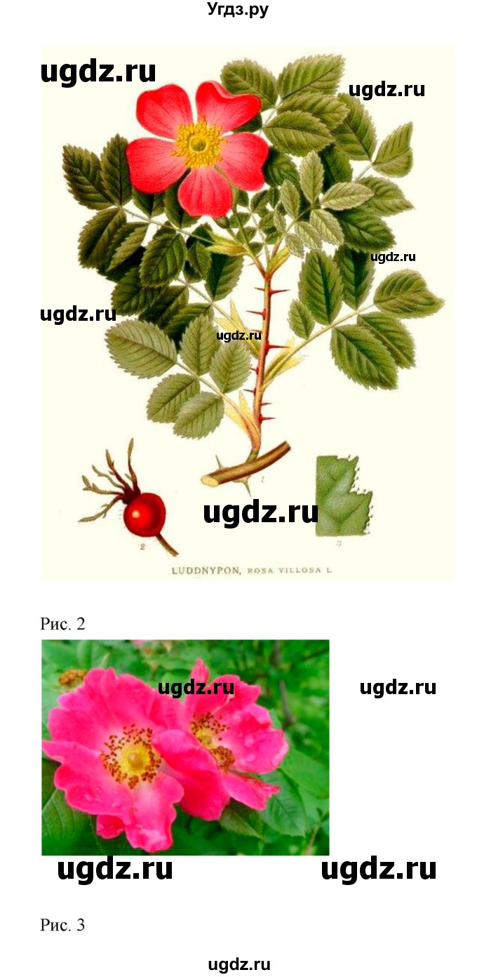 ГДЗ (Решебник) по биологии 6 класс (тетрадь для лабораторных работ) Амахина Ю.В. / лабораторная работа / 16(продолжение 2)