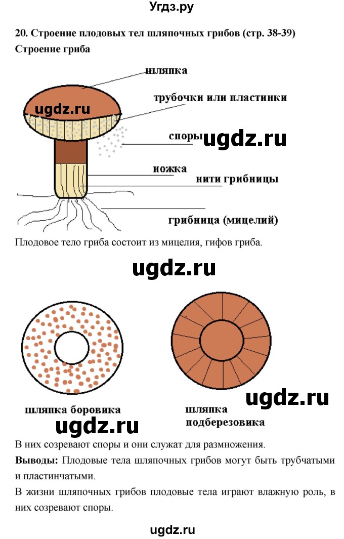 ГДЗ (Решебник) по биологии 7 класс (тетрадь-практикум) Сухорукова Л.Н. / страница номер / 38–39