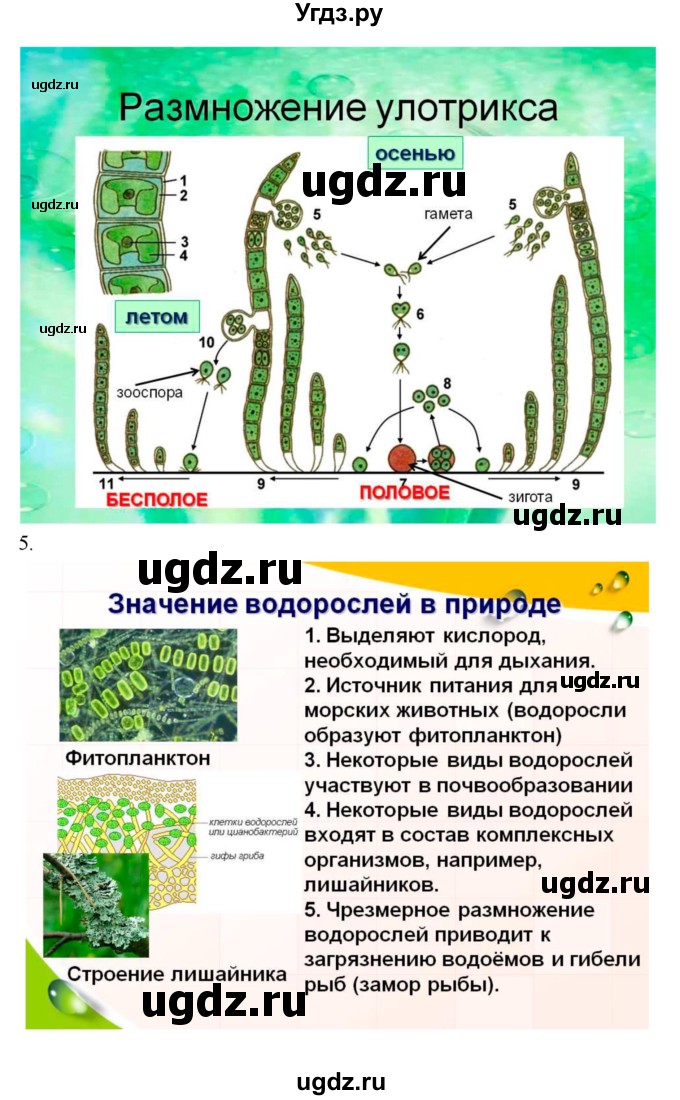 ГДЗ (Решебник) по биологии 6 класс Исаева Т.А. / параграф-№ / 35(продолжение 3)