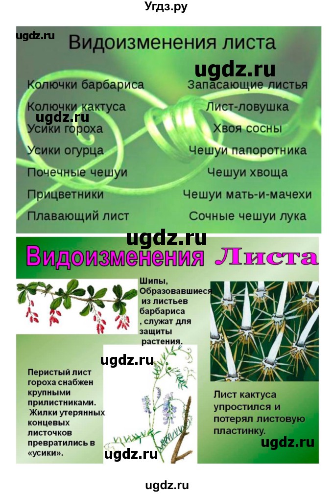 ГДЗ (Решебник 1) по биологии 7 класс Пономарева И.Н. / параграф номер / 18(продолжение 3)