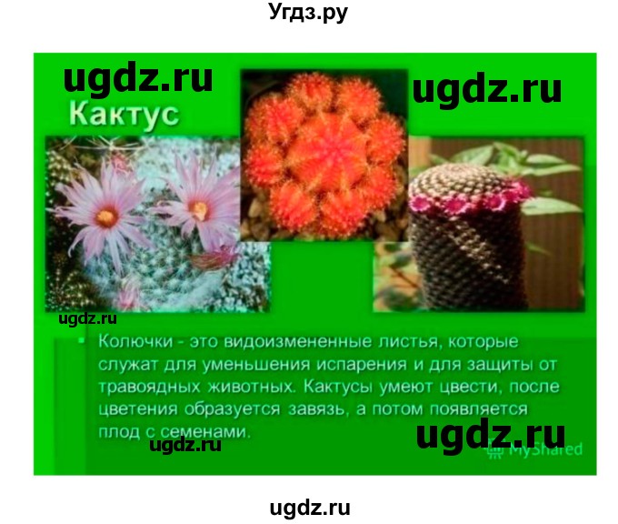 ГДЗ (Решебник 1) по биологии 7 класс Пономарева И.Н. / параграф номер / 18(продолжение 4)