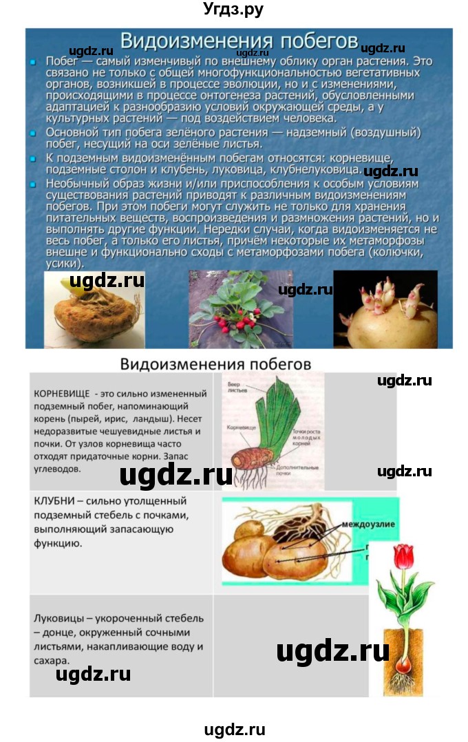 ГДЗ (Решебник 1) по биологии 7 класс Пономарева И.Н. / параграф номер / 19(продолжение 2)