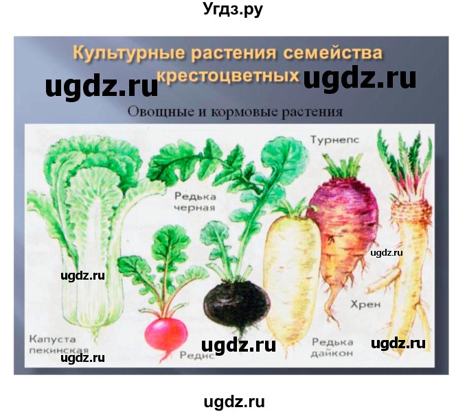ГДЗ (Решебник 1) по биологии 7 класс Пономарева И.Н. / параграф номер / 42(продолжение 4)