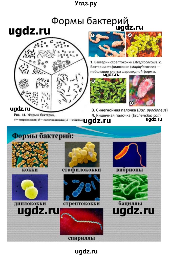 ГДЗ (Решебник 1) по биологии 7 класс Пономарева И.Н. / параграф номер / 49(продолжение 3)