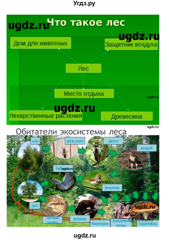 ГДЗ (Решебник 1) по биологии 7 класс Пономарева И.Н. / параграф номер / 54(продолжение 6)