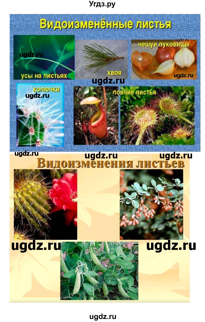 ГДЗ (Решебник 1) по биологии 7 класс Пономарева И.Н. / итог главы номер / 3(продолжение 8)