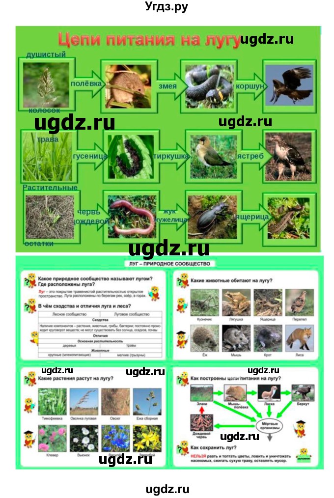 ГДЗ (Решебник 1) по биологии 7 класс Пономарева И.Н. / итог главы номер / 9(продолжение 18)