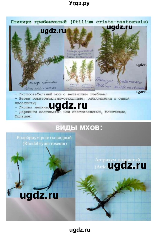 ГДЗ (Решебник 1) по биологии 7 класс Пономарева И.Н. / Тема летнего задания номер / 3(продолжение 2)