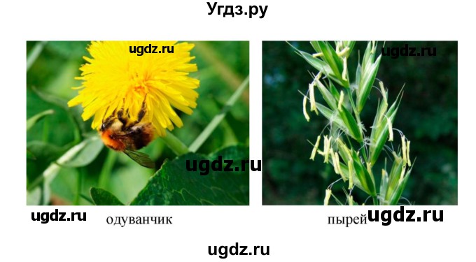 ГДЗ (Решебник 1) по биологии 7 класс Пономарева И.Н. / Тема летнего задания номер / 7(продолжение 2)