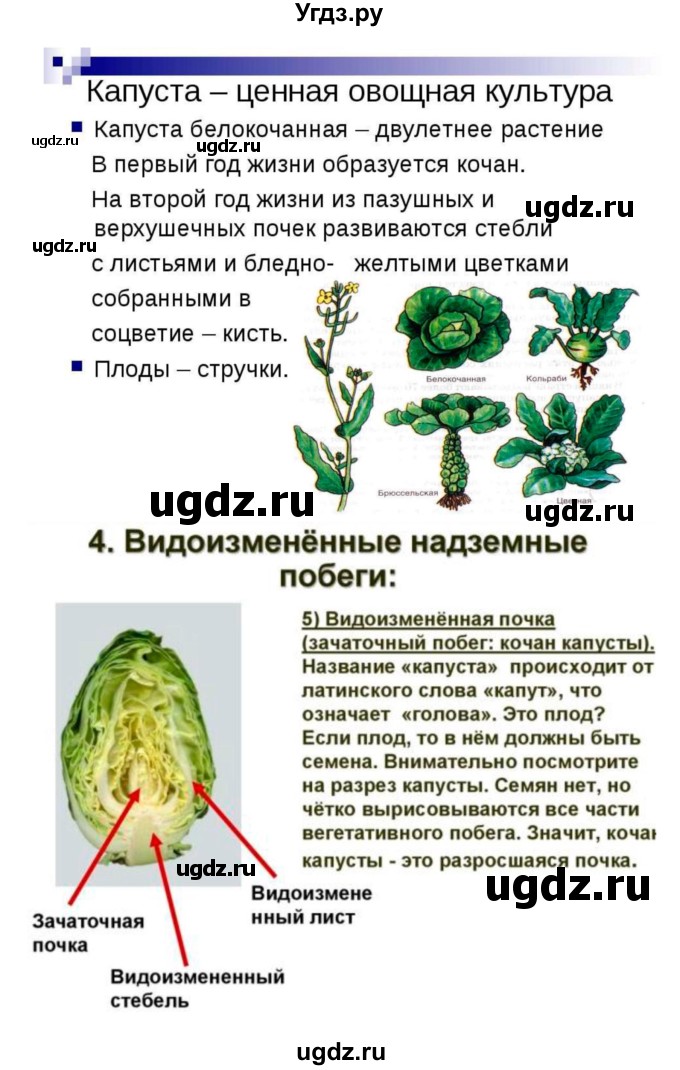 ГДЗ (Решебник) по биологии 7 класс (рабочая тетрадь) Пономарева И.Н. / параграф / 4(продолжение 6)